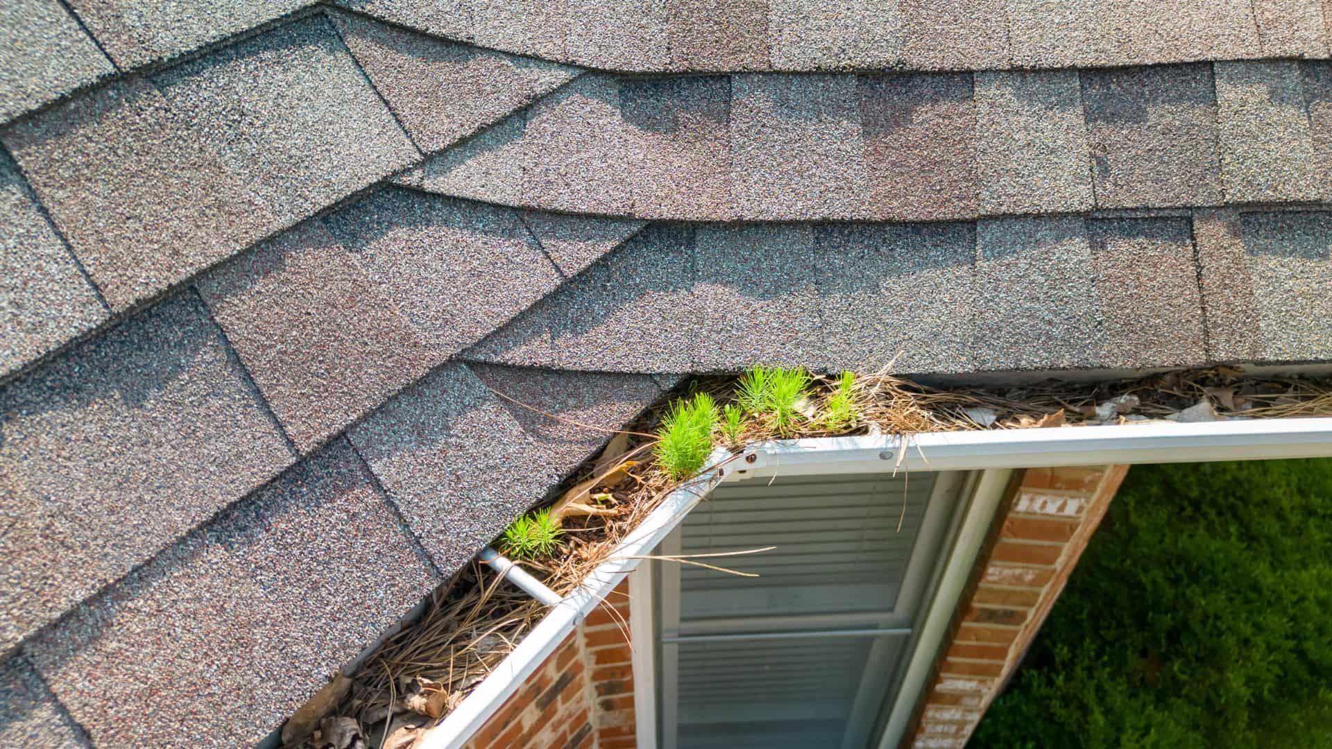 A residential roof with brown shingles, a corner gutter filled with leaves and debris, small green plants growing, and evidence of recent chimney repair. The brick wall and window are partially visible below, with greenery in the lower right corner.